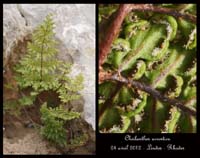 Cheilanthes-acrostica