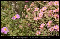 Cistus-creticus-&-parviflorus