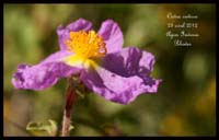 Cistus-creticus2