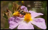 Cistus-creticus3