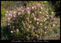 Cistus-parviflorus