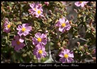 Cistus-parviflorus2