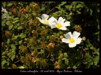Cistus-salviaefolia
