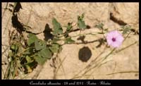 Convolvulus-altaeoides