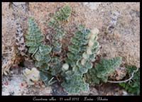 Cosentinia-vellea