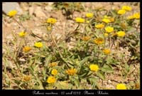 Pallenis-maritima