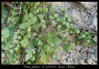 Urtica-pilularia2