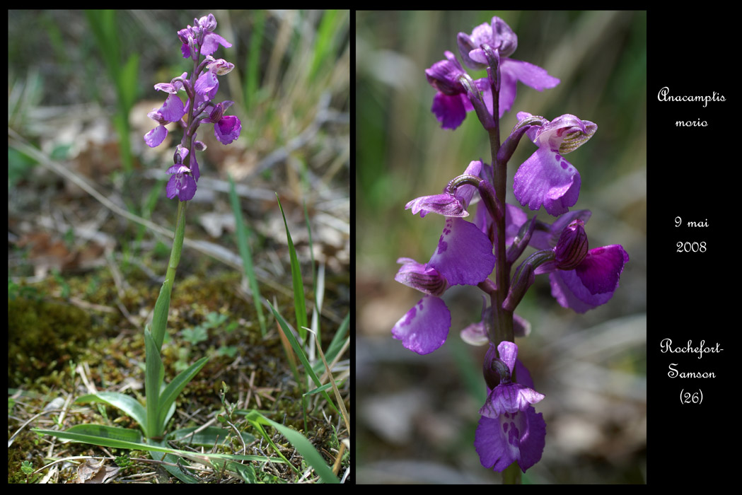 Anacamptis morio Rochefort-Sanson 090508 (65)