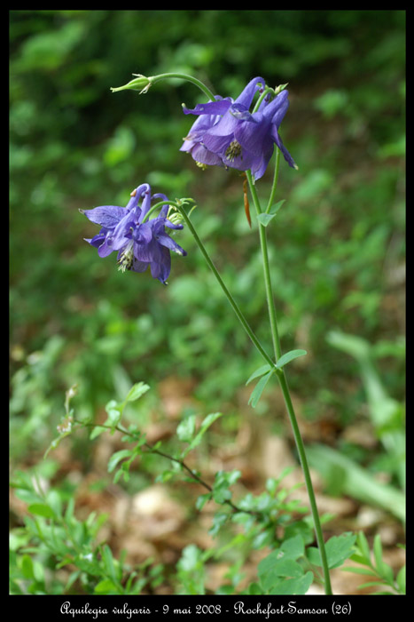 Aquilegia vulgaris