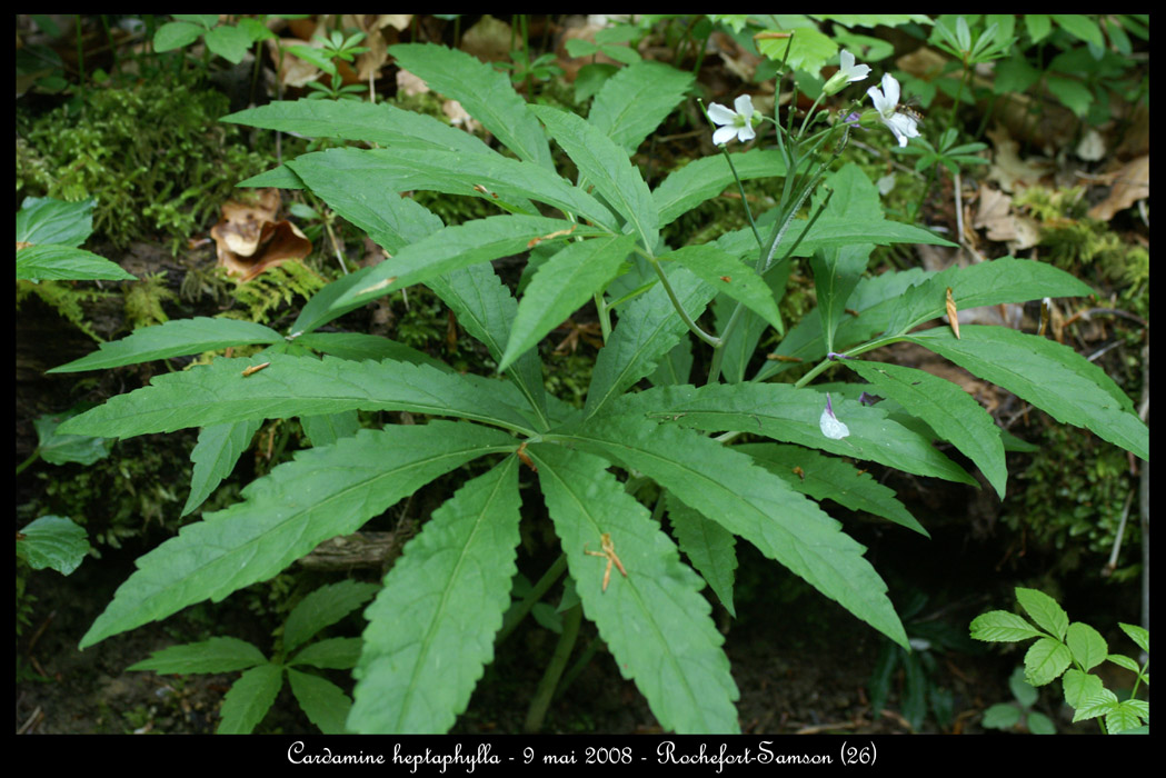 Cardamine heptaphylla