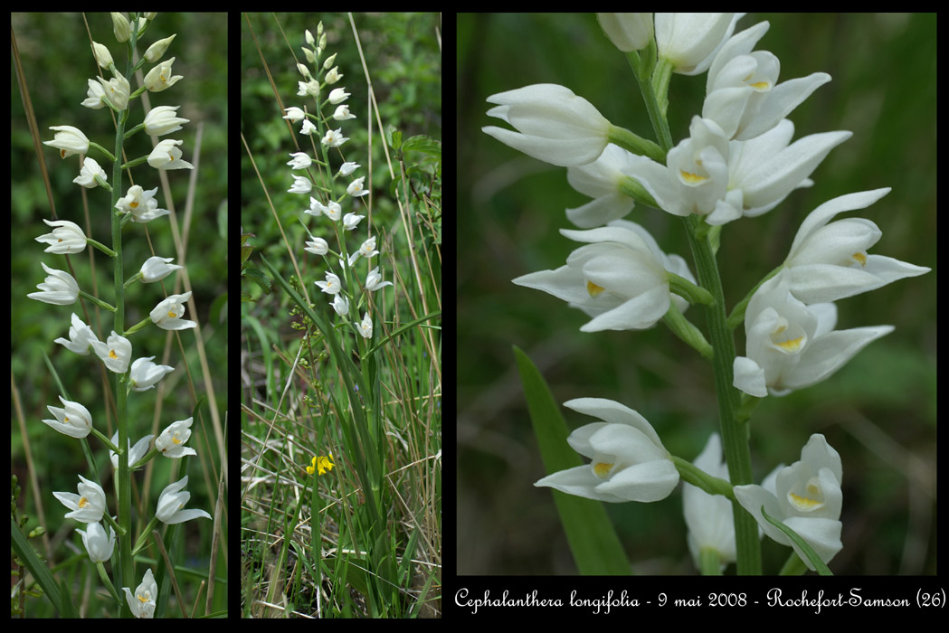 Cephalanthera longifolia