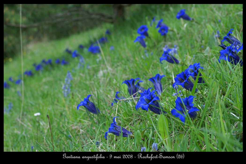 Gentiana angustifolia