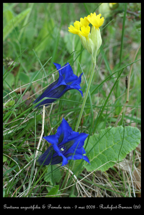 Gentiana angustifolia3