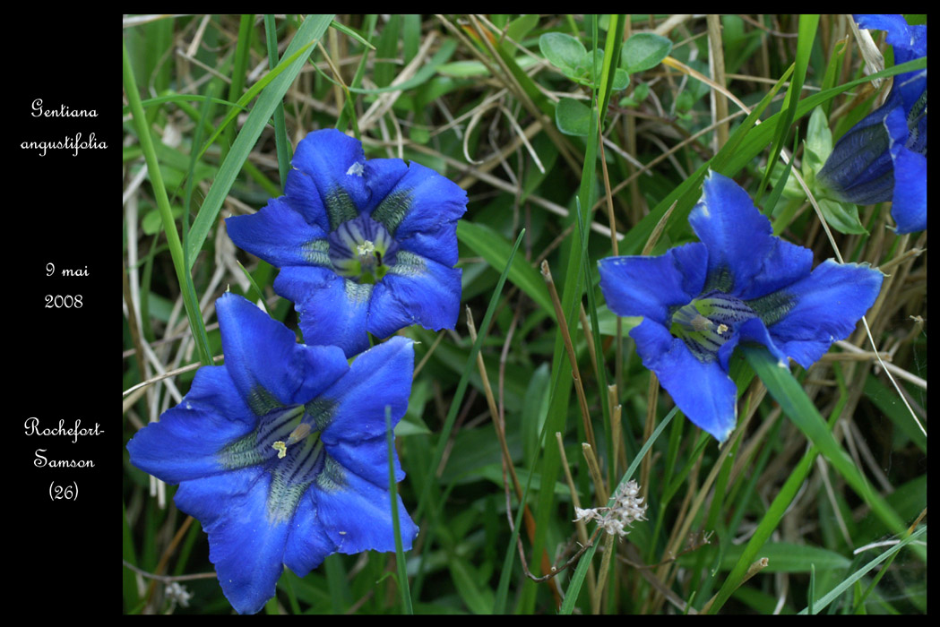 Gentiana angustifolia4