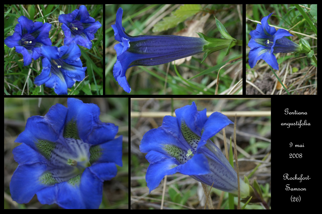 Gentiana angustifolia5