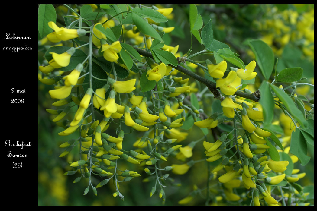 Laburnum anagyroides