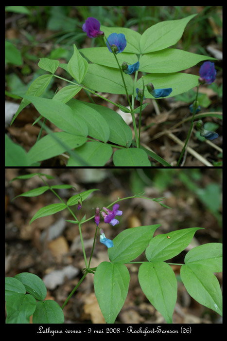 Lathyrus vernus