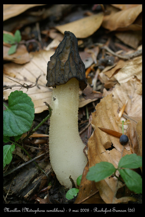Mitrophora semilibera