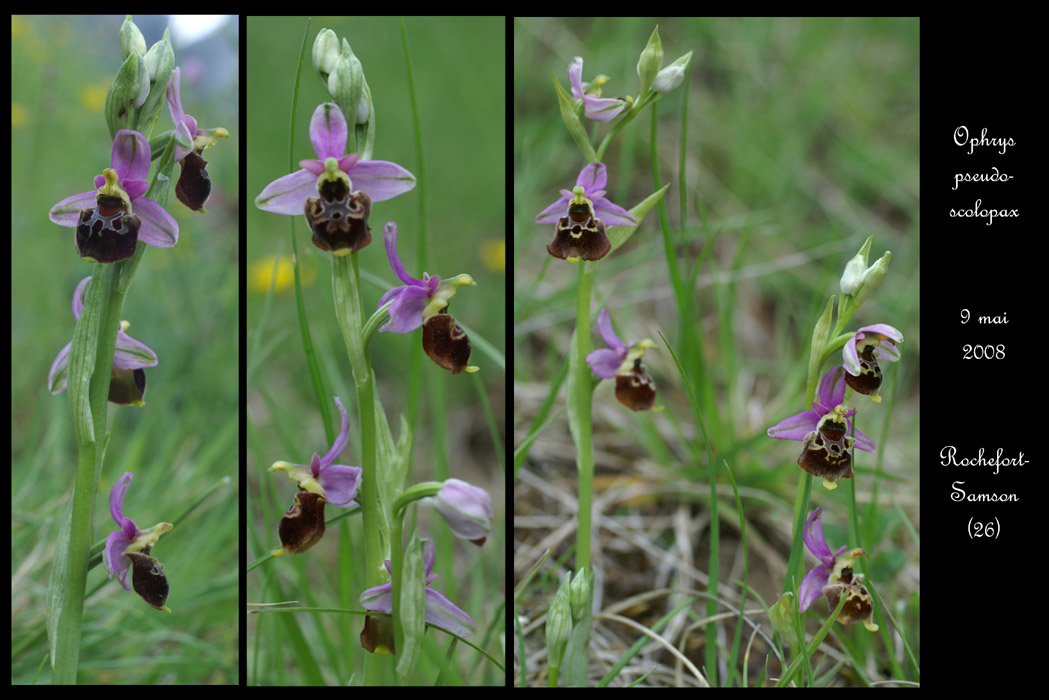 Ophrys pseudoscolopax7