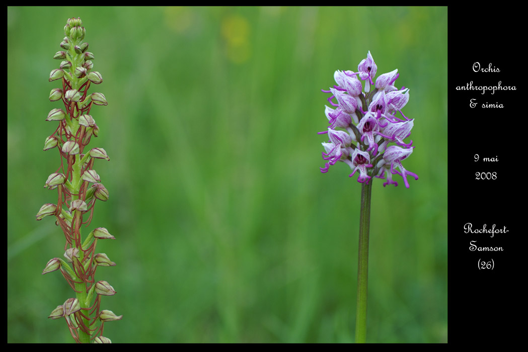 Orchis anthropophora & simia