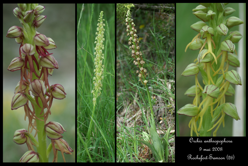 Orchis anthropophora