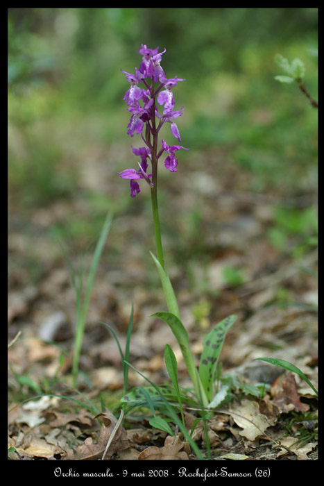 Orchis mascula2