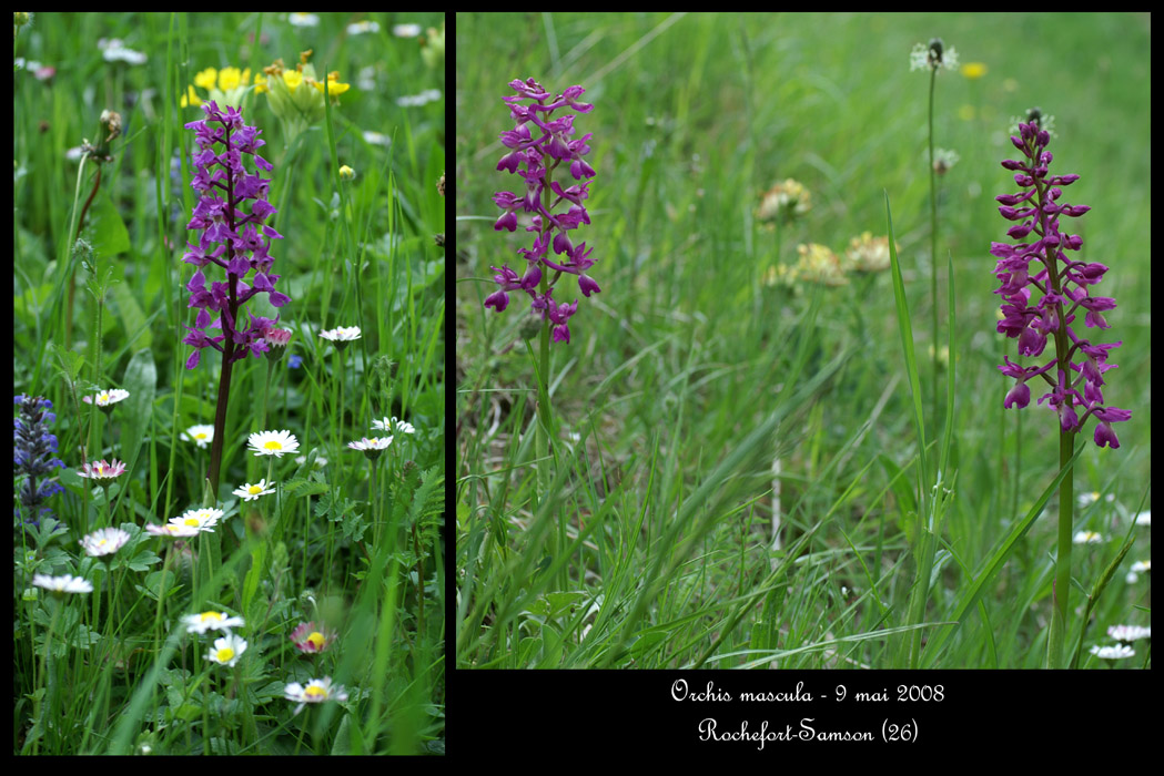 Orchis mascula3