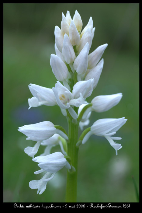 Orchis militaris hypochrome