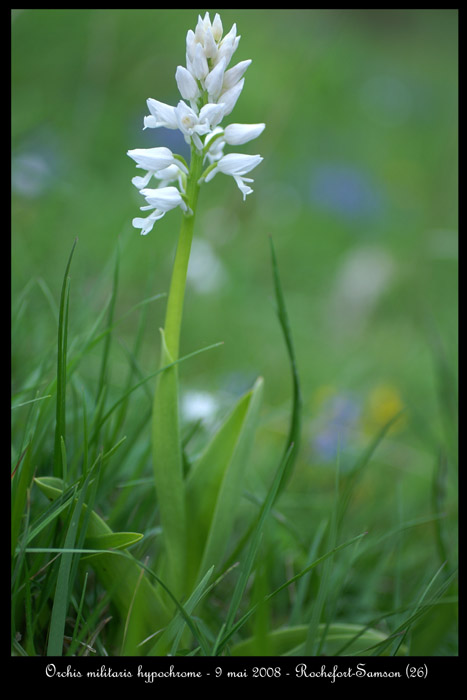 Orchis militaris hypochrome2