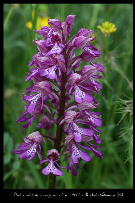 Orchis militaris x purpurea
