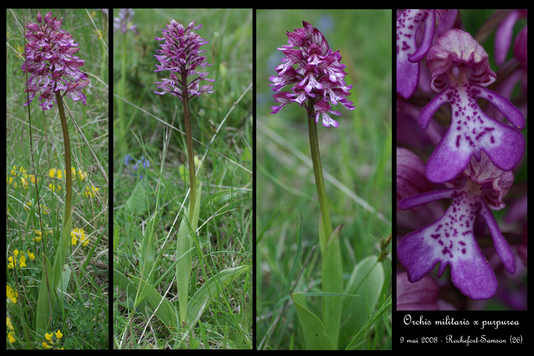 Orchis militaris x purpurea2