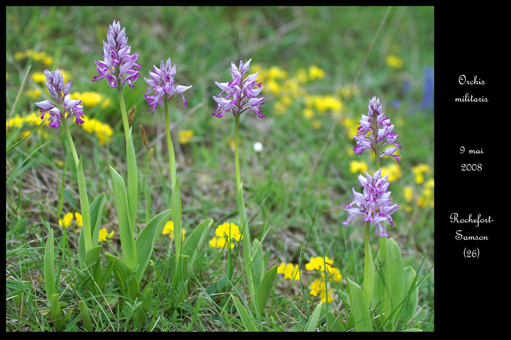 Orchis militaris
