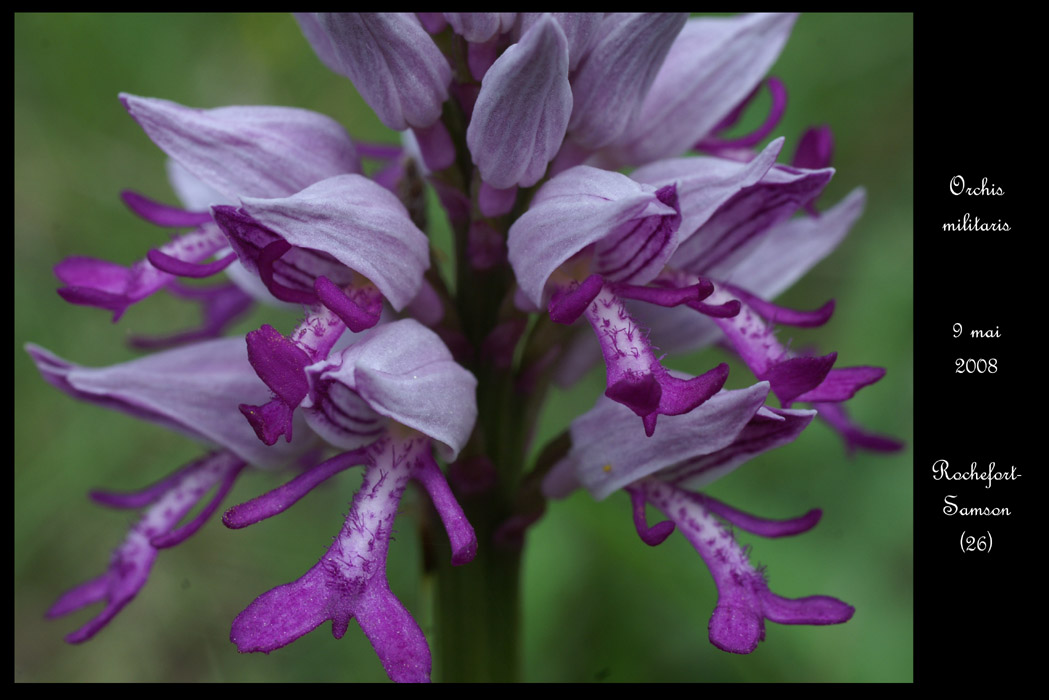 Orchis militaris2