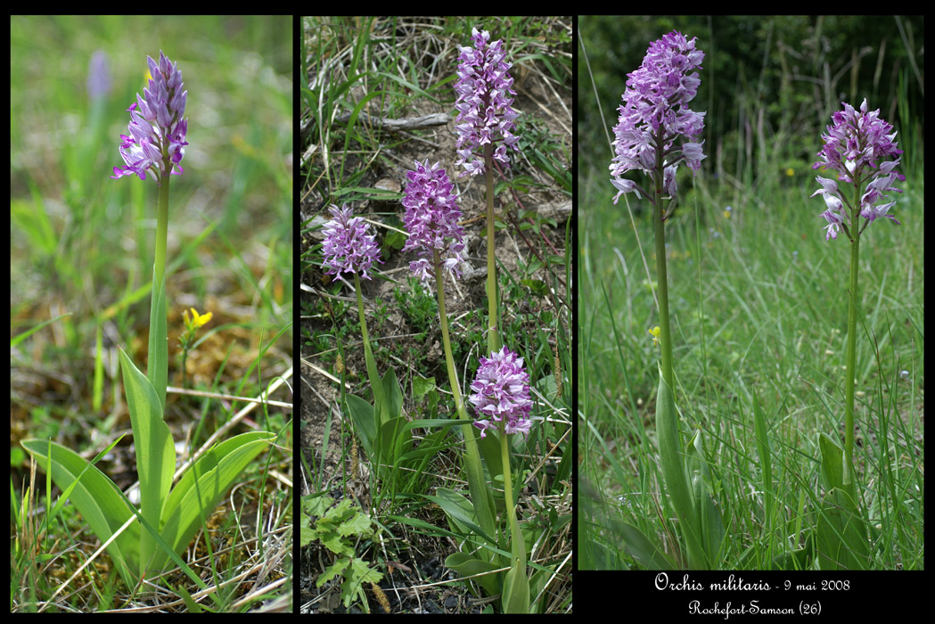 Orchis militaris6