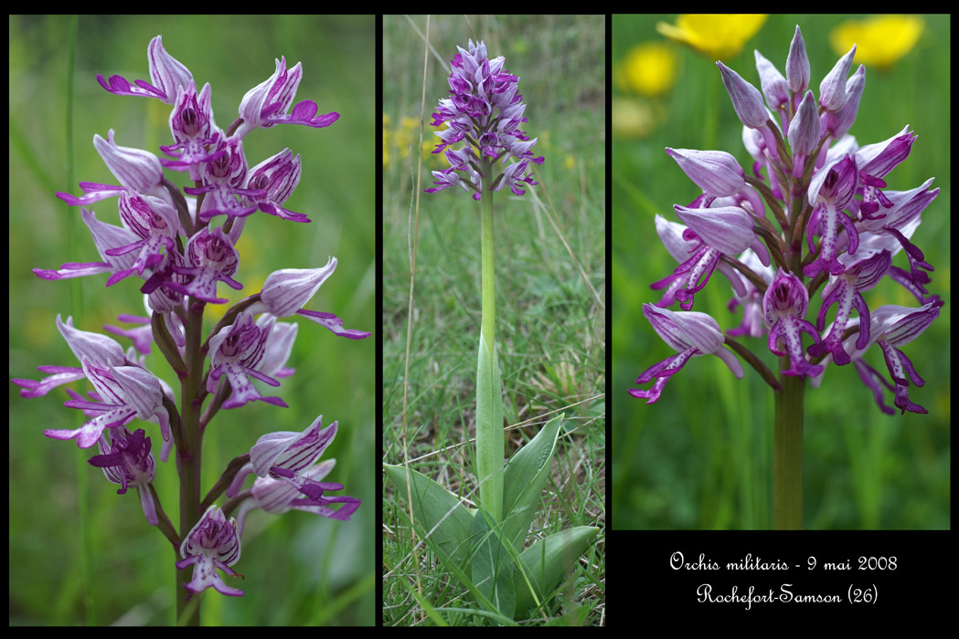 Orchis militaris7