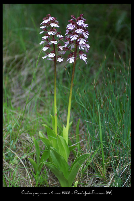 Orchis purpurea