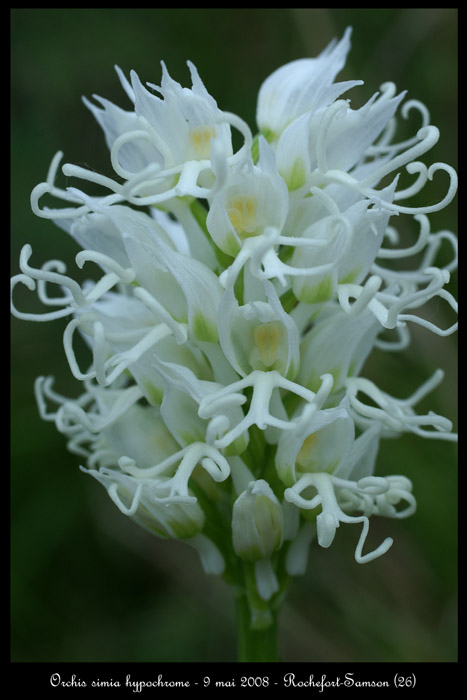 Orchis simia hypochrome