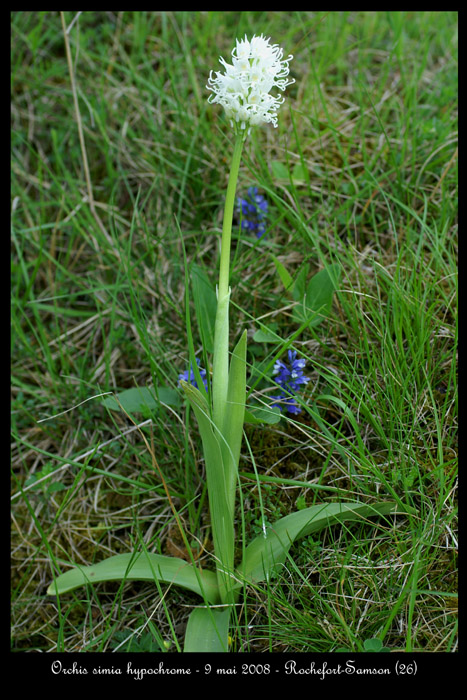 Orchis simia hypochrome2
