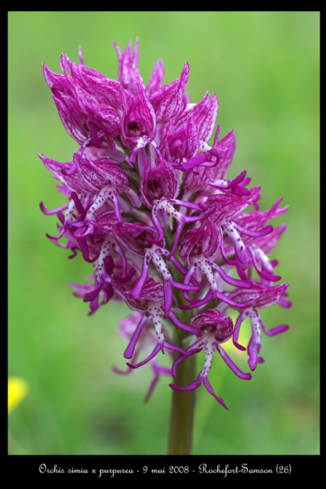 Orchis simia x purpurea