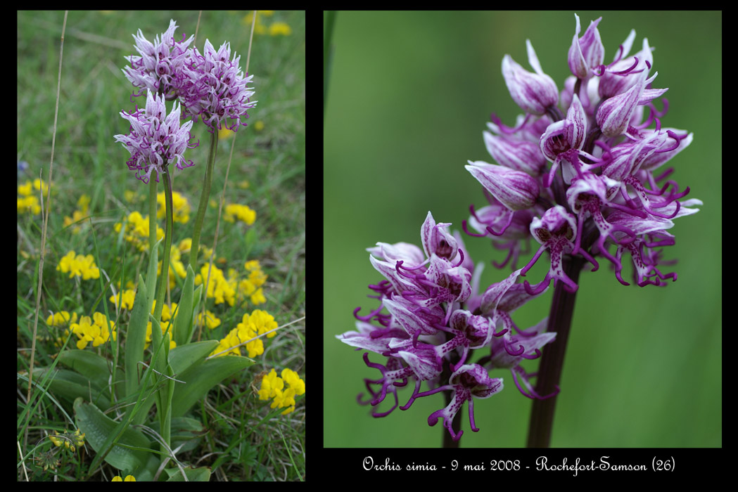 Orchis simia2