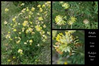 Anthyllis vulneraria