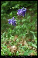 Aquilegia vulgaris