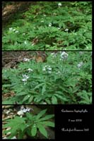 Cardamine heptaphylla2