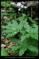 Cardamine heptaphylla3