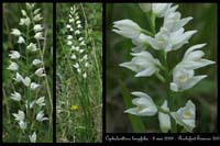 Cephalanthera longifolia