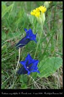 Gentiana angustifolia3