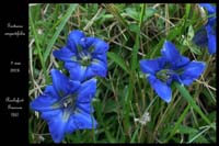 Gentiana angustifolia4