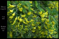 Laburnum anagyroides