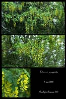 Laburnum anigyroides