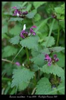 Lamium maculatum